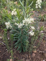 Grevillea pilulifera