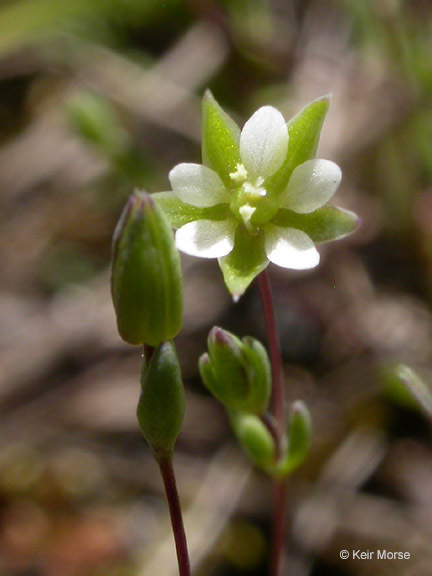 annual sandwort