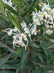 Grevillea pilulifera