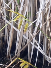 Carex pseudocyperus