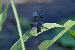 Rhyothemis fuliginosa