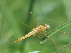 Crocothemis servilia