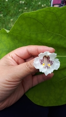 Catalpa bignonioides