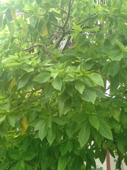 Pisonia grandis