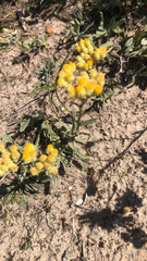 Helichrysum arenarium