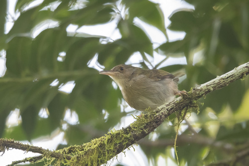 iNaturalist image