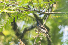 Cyanomitra cyanolaema