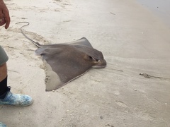 Myliobatis freminvillei