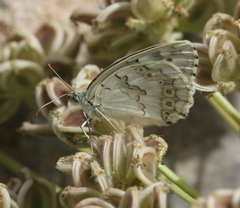Melanargia hylata
