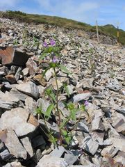 Galeopsis ladanum