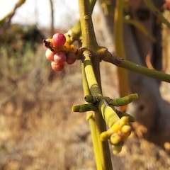 Phoradendron carneum