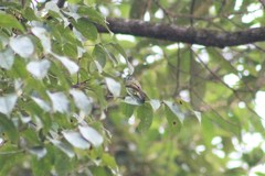 Pogonotriccus ophthalmicus