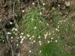Saxifraga aspera