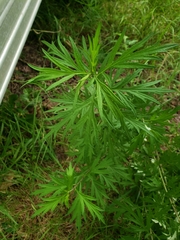 Artemisia vulgaris vulgaris