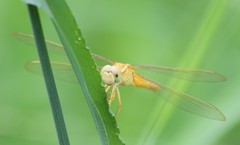 Crocothemis servilia