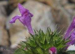 Galeopsis ladanum