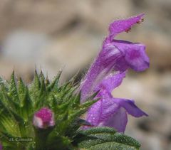 Galeopsis ladanum