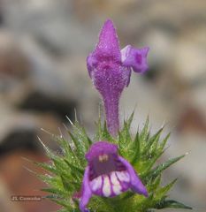 Galeopsis ladanum