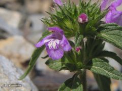 Galeopsis ladanum