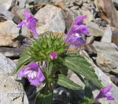 Galeopsis ladanum