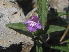 Galeopsis ladanum