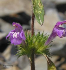 Galeopsis ladanum