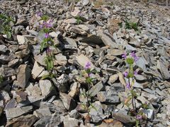 Galeopsis ladanum