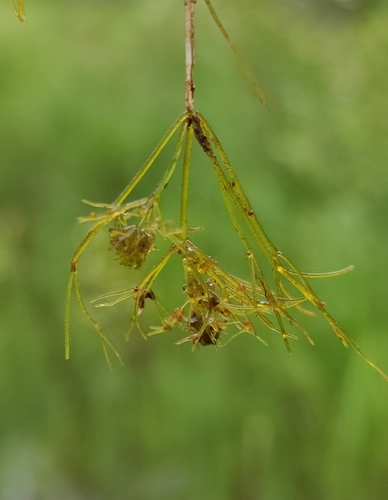 Image of Nitella mucronata by (c) Юлия, some rights reserved (CC BY)