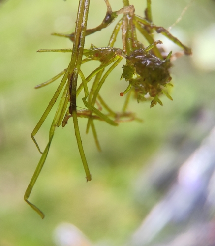 Image of Nitella mucronata by (c) Юлия, some rights reserved (CC BY)