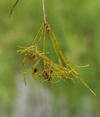 Image of Nitella mucronata by (c) Юлия, some rights reserved (CC BY)