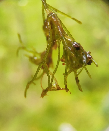Image of Nitella mucronata by (c) Юлия, some rights reserved (CC BY)