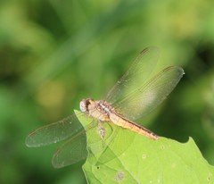 Crocothemis servilia