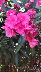 Nerium oleander