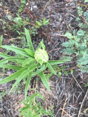 Asclepias pedicellata