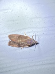 Evora hemidesma