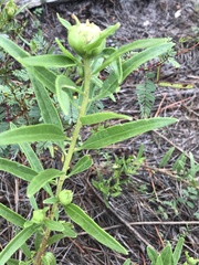 Asclepias pedicellata