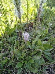 Plantago media