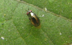 Celyphidae