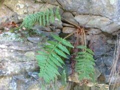 Dryopteris affinis