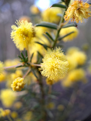 Acacia aculeatissima