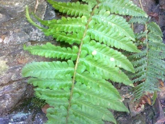 Dryopteris affinis