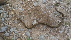 Plesiodipsas perijanensis