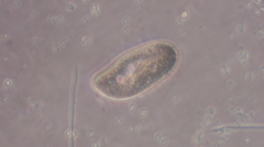 Paramecium bursaria