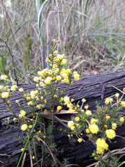 Acacia aculeatissima