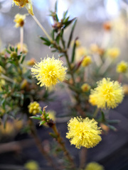 Acacia aculeatissima