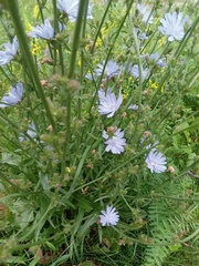 Cichorium intybus