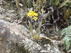 Cyrtochilum pardinum