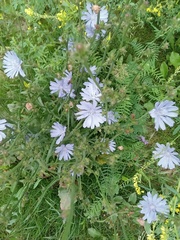 Cichorium intybus