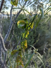 Dioscorea hastifolia