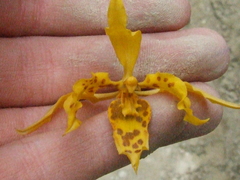 Cyrtochilum pardinum